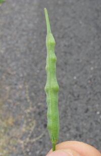 Pod with seeds inside