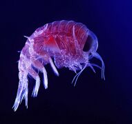 Amphipod