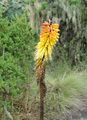 Kniphofia foliosa in Simien Mountains National Park, Ethiopia