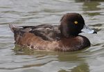 Tufted-Duck-female.jpg