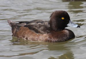 Tufted-Duck-female.jpg
