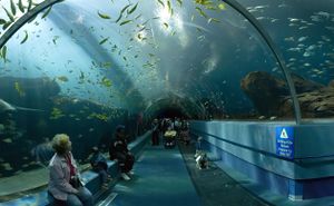 Photo looking upward through 15 أقدام (4.6 m)-diameter glass tube into a fish-filled aquarium