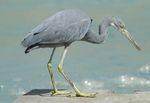 Western Reef heron (Egretta gularis).JPG