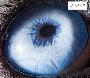 عيون حيوان1.jpg