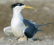 Greater Crested Tern, Khuzestan, Iran.jpg
