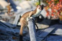 Least Weasel (3766818218).jpg