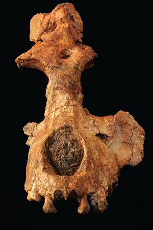 Saadanius hijazensis 002.jpg