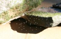A swarm of sandflies at Georges River National Park (Australia)