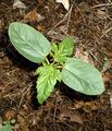 Seedling showing prominent cotyledons