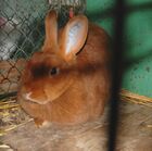 Czech Red Rabbit.jpg