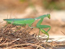 Mantis-greece-alonisos-0a.jpg