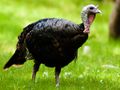 Wild Turkey.jpg