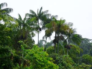 Euterpe oleracea salu.jpg