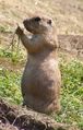 Black-tailed Prairie Dog (Cynomys ludovicianus)