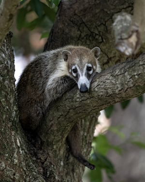Coati Relaxing.png