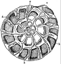 section showing chambers of a spiral foram