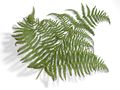 Leaf of fern