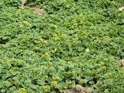 Macquarie Island flora, Stilbocarpa polaris