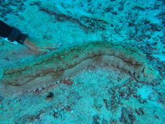 The king sea cucumber (Thelenota anax, Stichopodidae family) is one of the heaviest known holothurians.