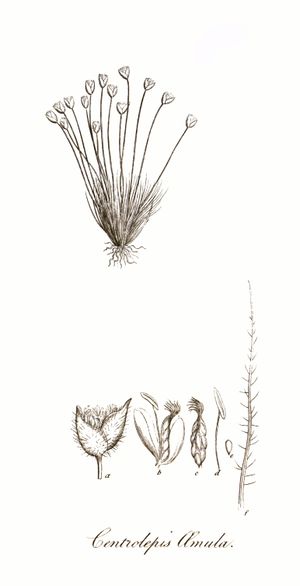 Centrolepis amula-LSoL.jpg