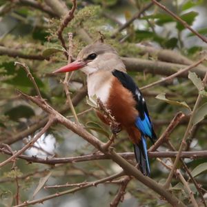 Grey-headed Kingfisher Halcyon leucocephala.JPG