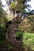 Jōmon Sugi in Yaku Island