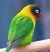 Masked Lovebird (Agapornis personata) -Auckland Zoo.jpg