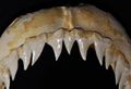 Prionace glauca upper teeth.jpg