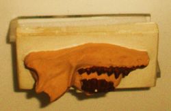 Protungulatum donnae.JPG