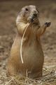 Prairie dog