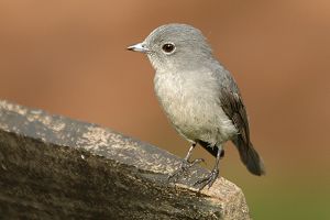 White-eyed slaty flycatcher.jpg