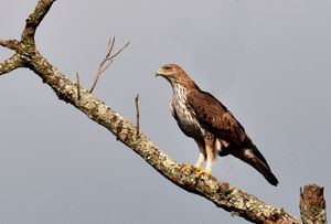 Bonelli's Eagle.jpg