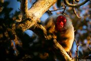 Brown monkey with red face