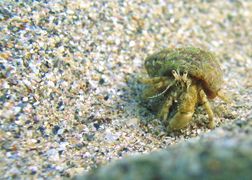 Hermit crab, Diogenes pugilator