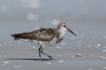 Calidris tenuirostris - Great Knot.jpg