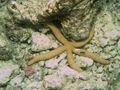 Guilding's sea star on Meedhupparu house reef in the Maldives, Linkia guildingi.