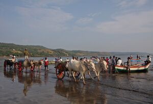 Harnai Bullock cart.jpg