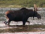 Lonesome-Lake-Moose.jpg