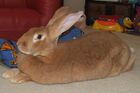 Female Flemish giant rabbit.jpg