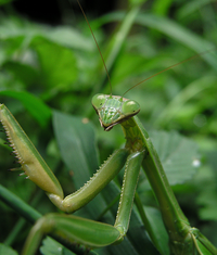 Zorak-Mantis.png