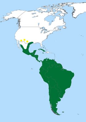 صورة معبرة عن الموضوع غاق برازيلي