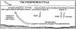 Diagram of the phosphorus cycle
