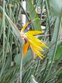 Strelitzia reginae1.jpg