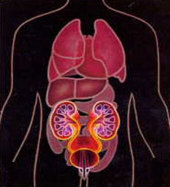 Try excretory 3 good use.jpg