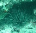 Diadema antillarum at Snapper Ledge reef, مفاتيح فلوريدا (March 2008)