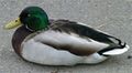 Mallard drake