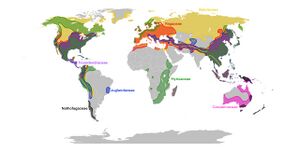 Fagales families.jpg