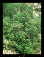 نخيل وحدائق معلقة في وادي لجب