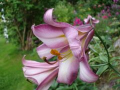 Lilium Pink Perfection1f.UME.jpg