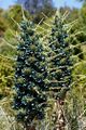 Puya berteroniana
